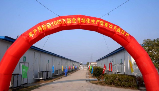 云菇公司全自動(dòng)智能化秀珍菇生產(chǎn)線首批鮮菇開(kāi)采