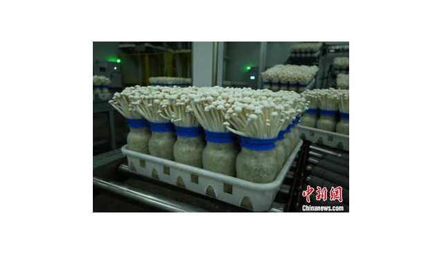 千里之緣一“鮮”牽，重慶產(chǎn)白玉菇遠(yuǎn)銷(xiāo)東南亞