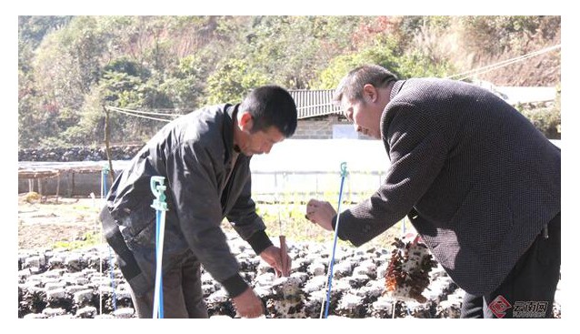 云南文山：基地黑木耳長(zhǎng)勢(shì)喜人，已采收2茬