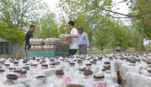 新湖農(nóng)場(chǎng)：探索林下種植，增加菌菇品類(lèi)，拓展增收渠道