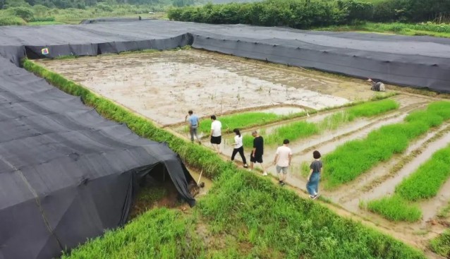 福建順昌縣：農(nóng)技人員指導竹蓀種植戶恢復生產(chǎn)