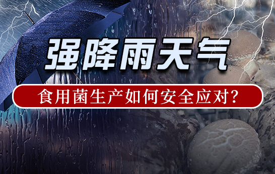 強雨天氣，食用菌生產(chǎn)如何安全應對？