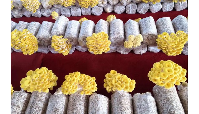 貴州息烽縣聯(lián)合村試種3000棒榆黃蘑，預(yù)計(jì)產(chǎn)量達(dá)5000斤