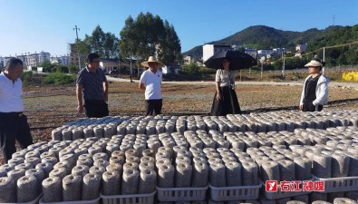 占地40畝，廣西百色市右江區(qū)食用菌種植示范基地正式啟動