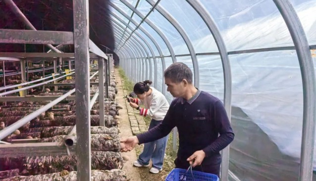 浙江杭州臨安：菌菇豐收，品質(zhì)銷量雙升