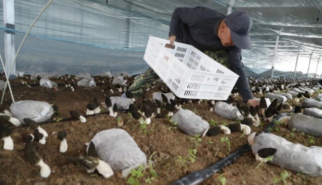 山東壽光化龍鎮(zhèn)：菌光互補食用菌基地羊肚菌采收