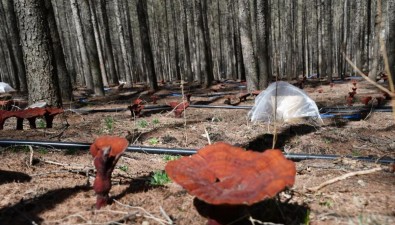 靈芝谷里種下金“仙草”，1期已完成種植500畝