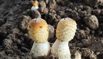 河南許昌建安區(qū)：每棚年凈利潤超2萬元，雞腿菇撐起“致富傘”