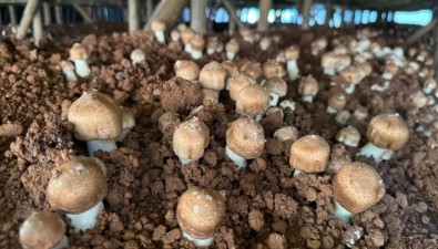 云南鎮(zhèn)沅振太鎮(zhèn)：姬松茸種植串起循環(huán)產(chǎn)業(yè)鏈