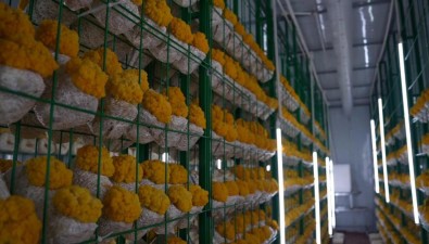 5G技術(shù)加持，金耳智能方艙打破種植魔咒