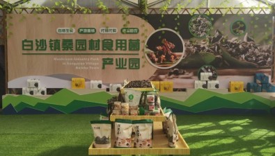 甘肅清水縣白沙鎮(zhèn)高起點建設(shè)食用菌產(chǎn)業(yè)園區(qū)