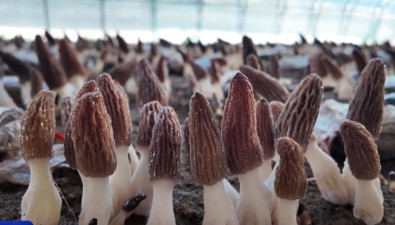 山西天鎮(zhèn)縣：三大羊肚菌種植示范基地正式開園