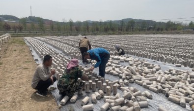 科技為農(nóng)|遼寧農(nóng)科院食用菌專家到撫順開展黑木耳生產(chǎn)技術(shù)服務