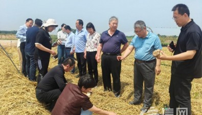糧菇共生，黃淮海地區(qū)“糧菇輪作”現(xiàn)場觀摩會在青島舉行